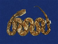 藏品(百步蛇)的圖片